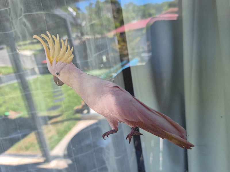 Pink cockatoo decal with a yellow crest perched on a window sill.