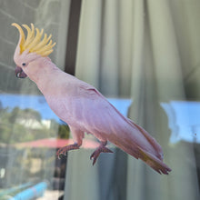 Load image into Gallery viewer, Cockatoo bird with a yellow crest perched on a window
