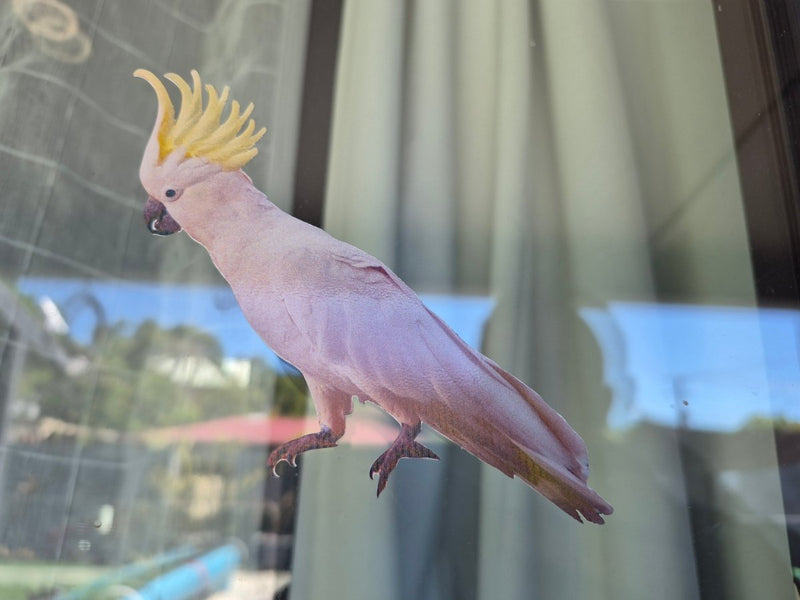 Cockatoo bird with a yellow crest perched on a window