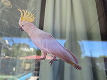Load image into Gallery viewer, Cockatoo bird with a yellow crest perched on a window
