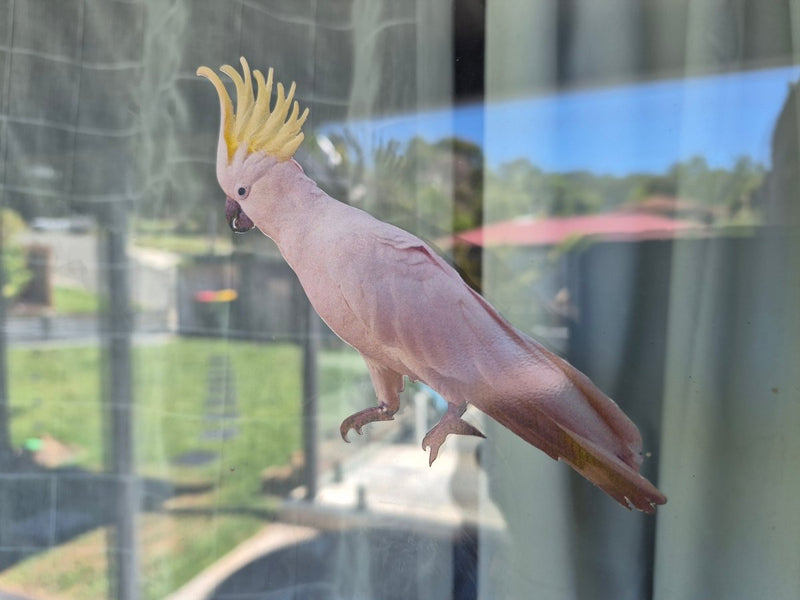 Bird with a yellow crest perched on a glass surface with a blurred outdoor background