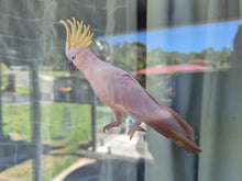 Load image into Gallery viewer, Bird with a yellow crest perched on a glass surface with a blurred outdoor background
