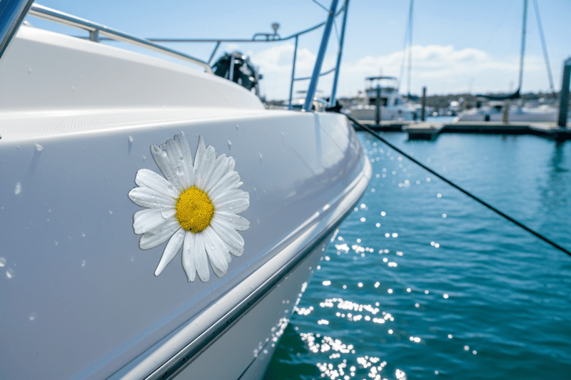 Daisy Sticker on Boat