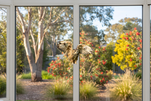 Load image into Gallery viewer, Flying Owl on Conservatory

