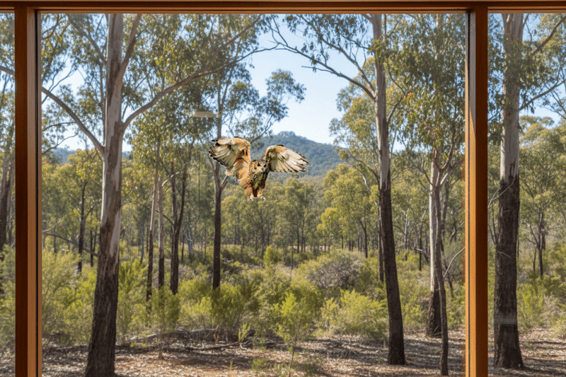 Flying Owl on Glass Window