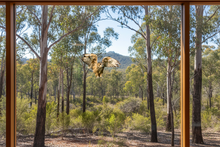 Load image into Gallery viewer, Flying Owl on Glass Window

