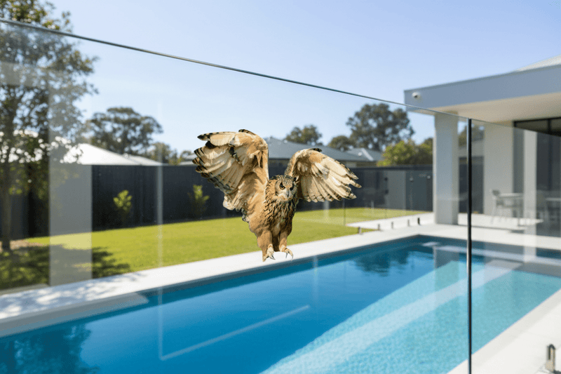 Flying Owl on Pool Fence