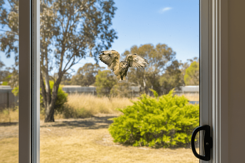 Flying Owl on Sliding Door