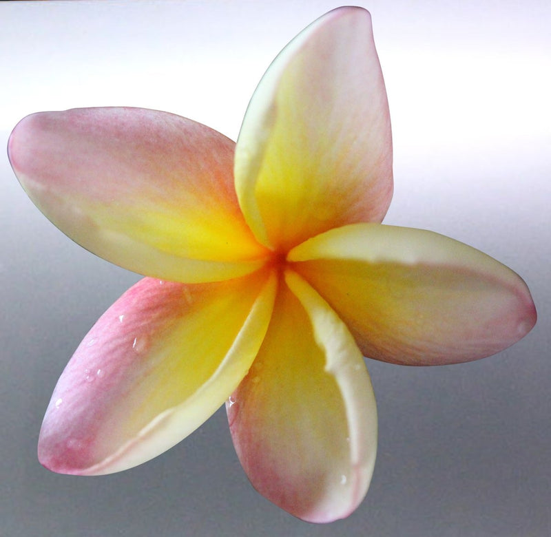 Yellow and pink flower on a light gray background