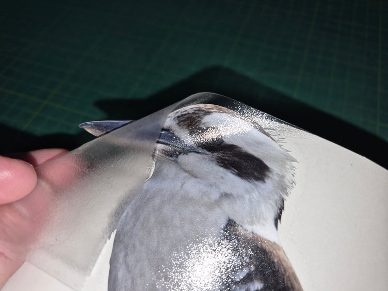 Clear plastic sheet with a printed image of a bird held by a hand on a dark background