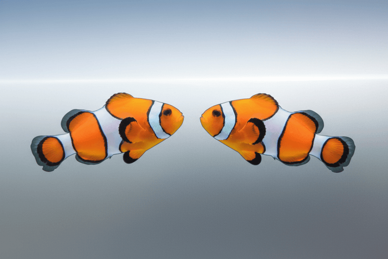 Mirrored Pair Design clownfish