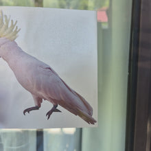 Load and play video in Gallery viewer, How to apply Yellow crested cockatoo Sticker

