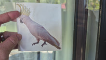 Load and play video in Gallery viewer, How to apply Yellow crested cockatoo Sticker
