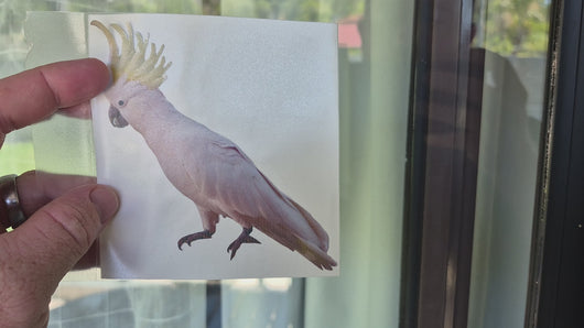 How to apply Yellow crested cockatoo Sticker