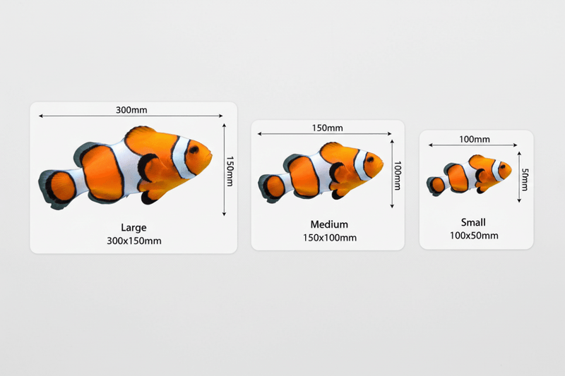 clownfish Size Chart