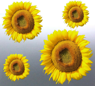 4 x Sunflower Stickers vinyl cut photo yellow Aust