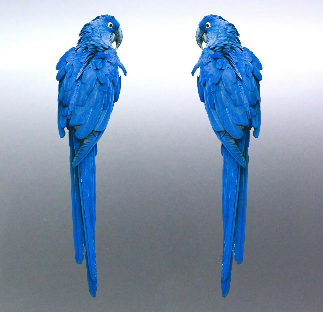 Mirrored pair blue parrot Macaw Stickers Vinyl cut stickers