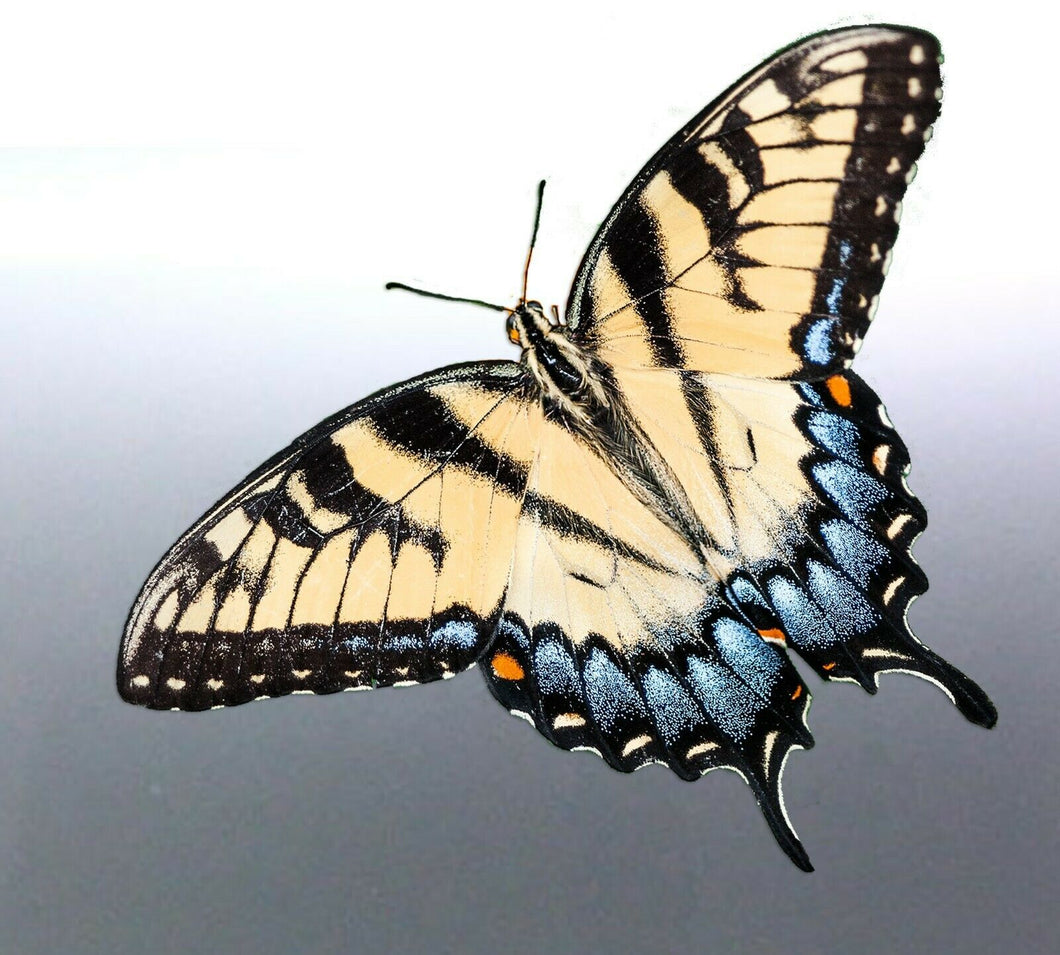Butterfly decal vinyl cut Sticker 105mm bug tribal