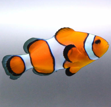 Clownfish Great barrier Reef Vinyl Car Sticker 100mm