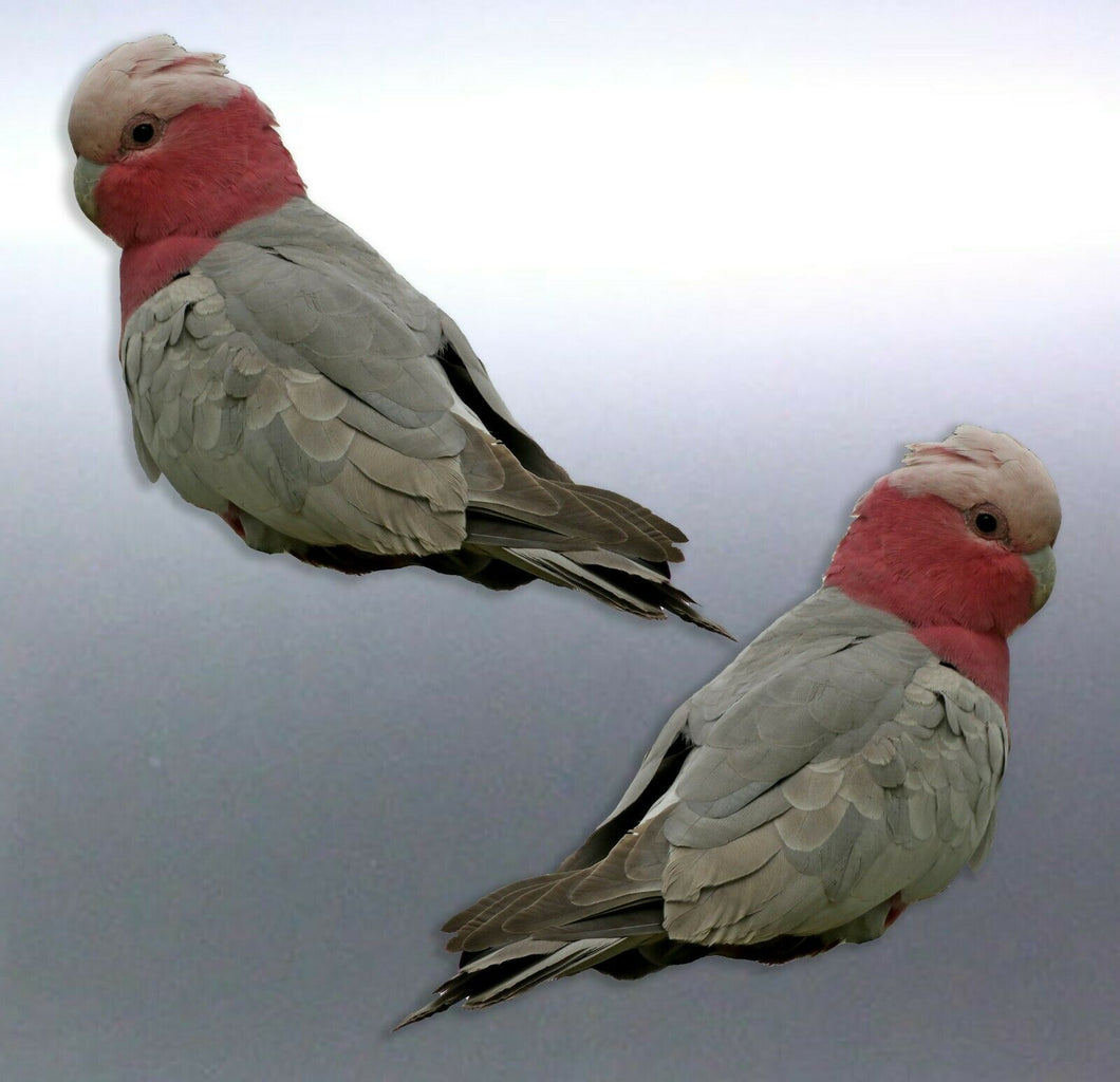 Mirrored pair of Galah Stickers Vinyl real photo 1