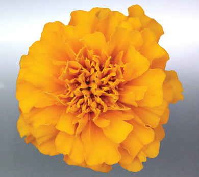Marigold Sticker Flower Beautiful yellow colours A