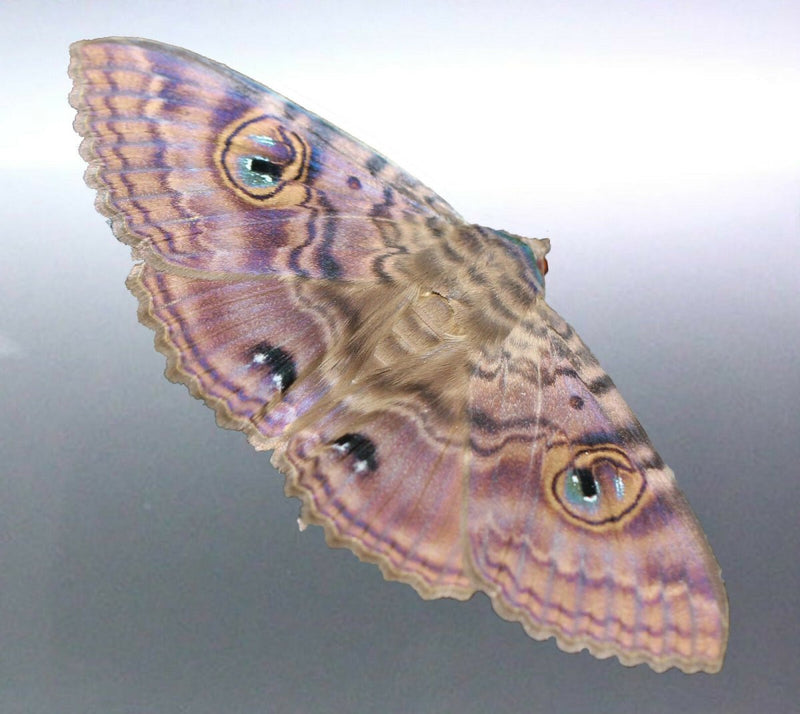 Granny Cloak Moth eyes butterfly Rare Massive Moth ball
