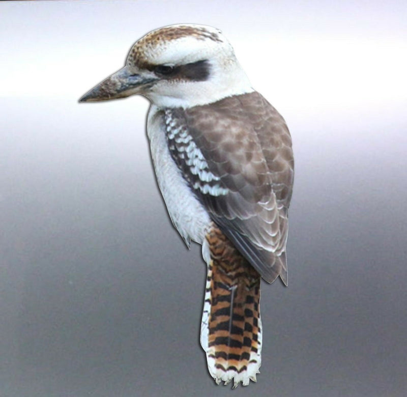 Kookaburra Sticker Vinyl cut Australian made real 