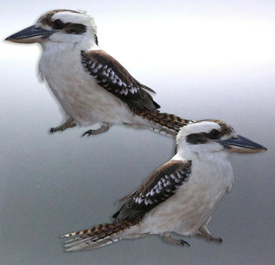 Mirrored pair of native Kookaburra decal Sticker V
