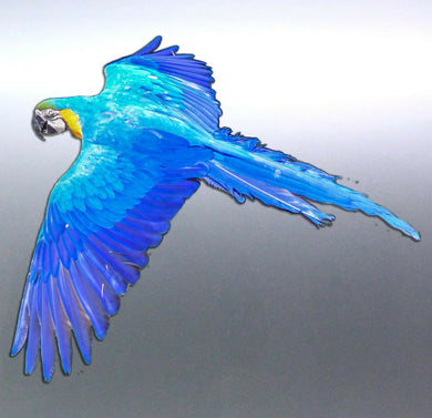 Blue Macaw in flight decal Sticker Vinyl cut Austr