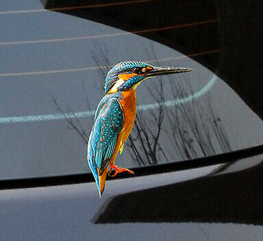 Kingfisher Sticker Vinyl cut Australian made real decal