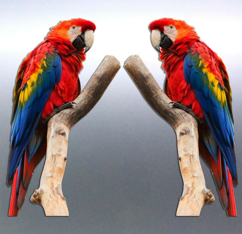 Mirrored pair Macaw Sticker Vinyl cut Australian m