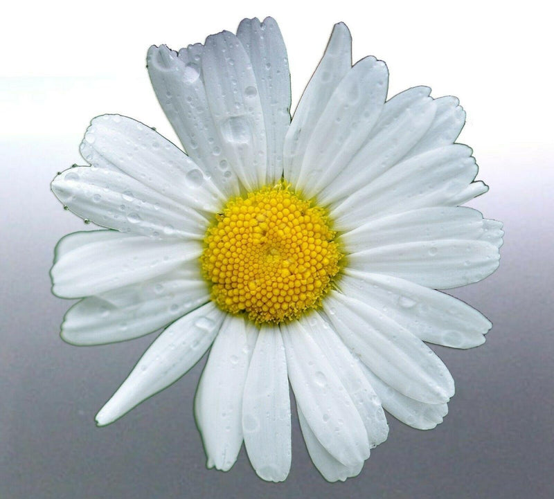 Daisy Sticker 110 mm vinyl cut decal white yellow 