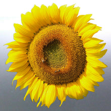 Load image into Gallery viewer, Sunflower Sticker 110 mm vinyl cut photo Yellow co
