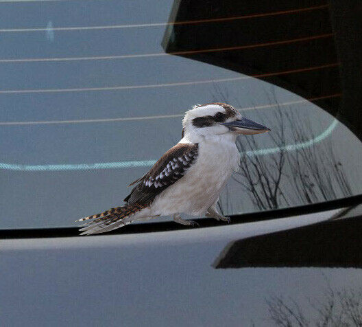 native Kookaburra decal Sticker Vinyl cut Australi