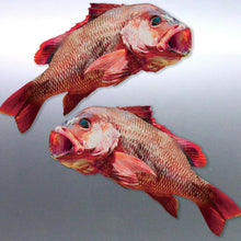 Load image into Gallery viewer, Mirrored pair Mangrove Jack Sticker Spearfishing A
