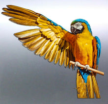 Load image into Gallery viewer, Macaw decal Sticker Vinyl cut Australian made real
