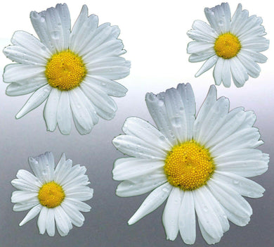 4x Daisy Sticker vinyl cut decal white flower colo