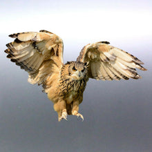 Load image into Gallery viewer, Owl Sticker Vinyl cut Australia made real photo 14
