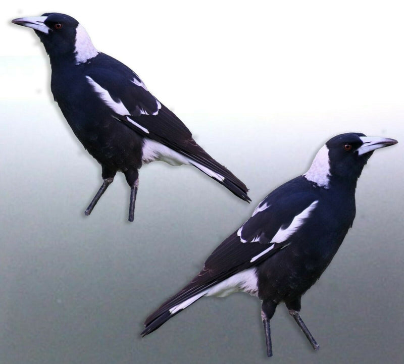 Mirrored pair of native Magpie decal Sticker Vinyl