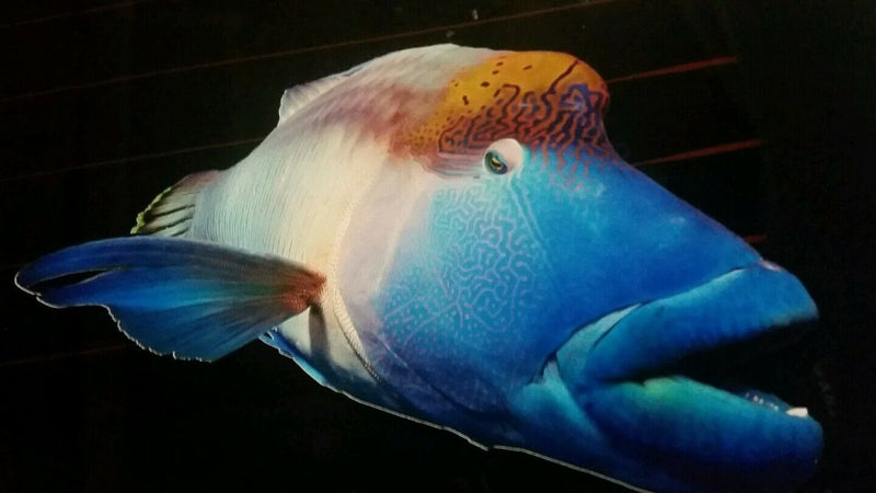 Maori Wrasse fish Wally Vinyl cut Car Sticker 230Ã