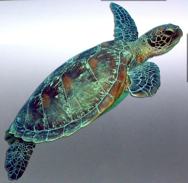 Turtle Sticker Great barrier Reef Fish Vinyl cut C