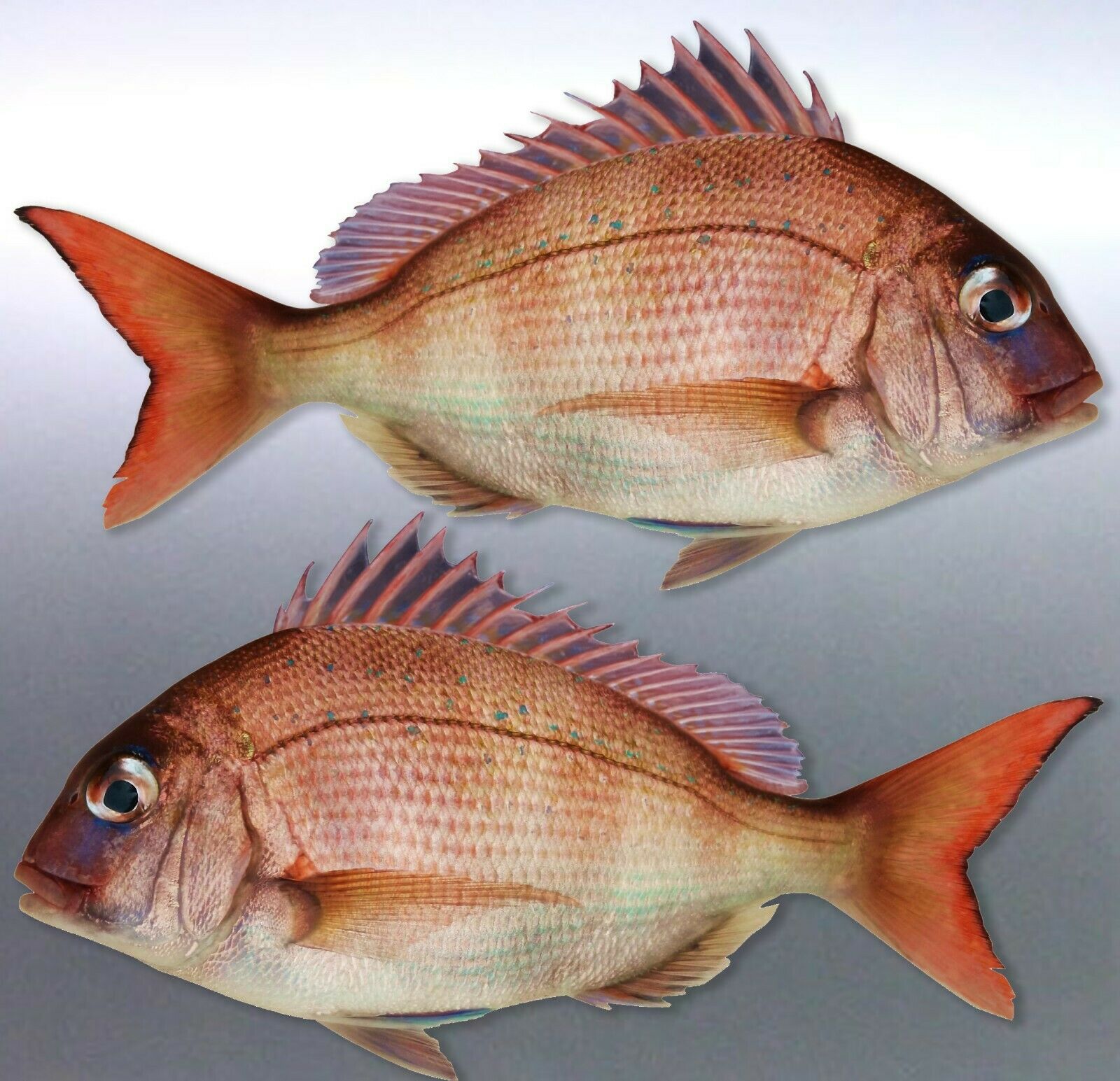 Mirrored par of Pink baby snapper decal Squire pin – Stickdat