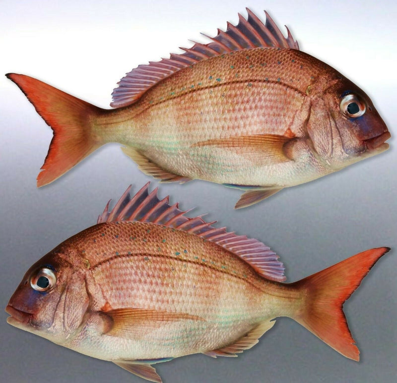 Mirrored par of Pink baby snapper decal Squire pin