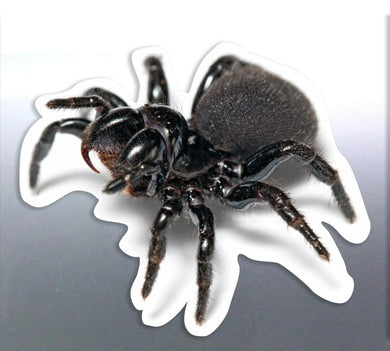 Mouse Spider decal Vinyl cut sticker 60 mm for Car