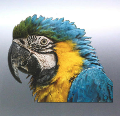 Macaw head decal Sticker Vinyl cut Australian made