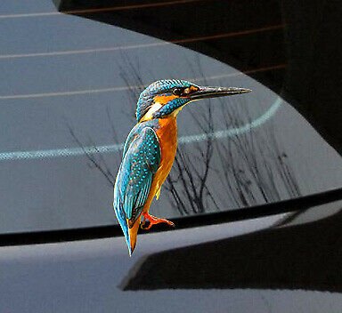 Kingfisher Sticker Vinyl cut Australian made real 