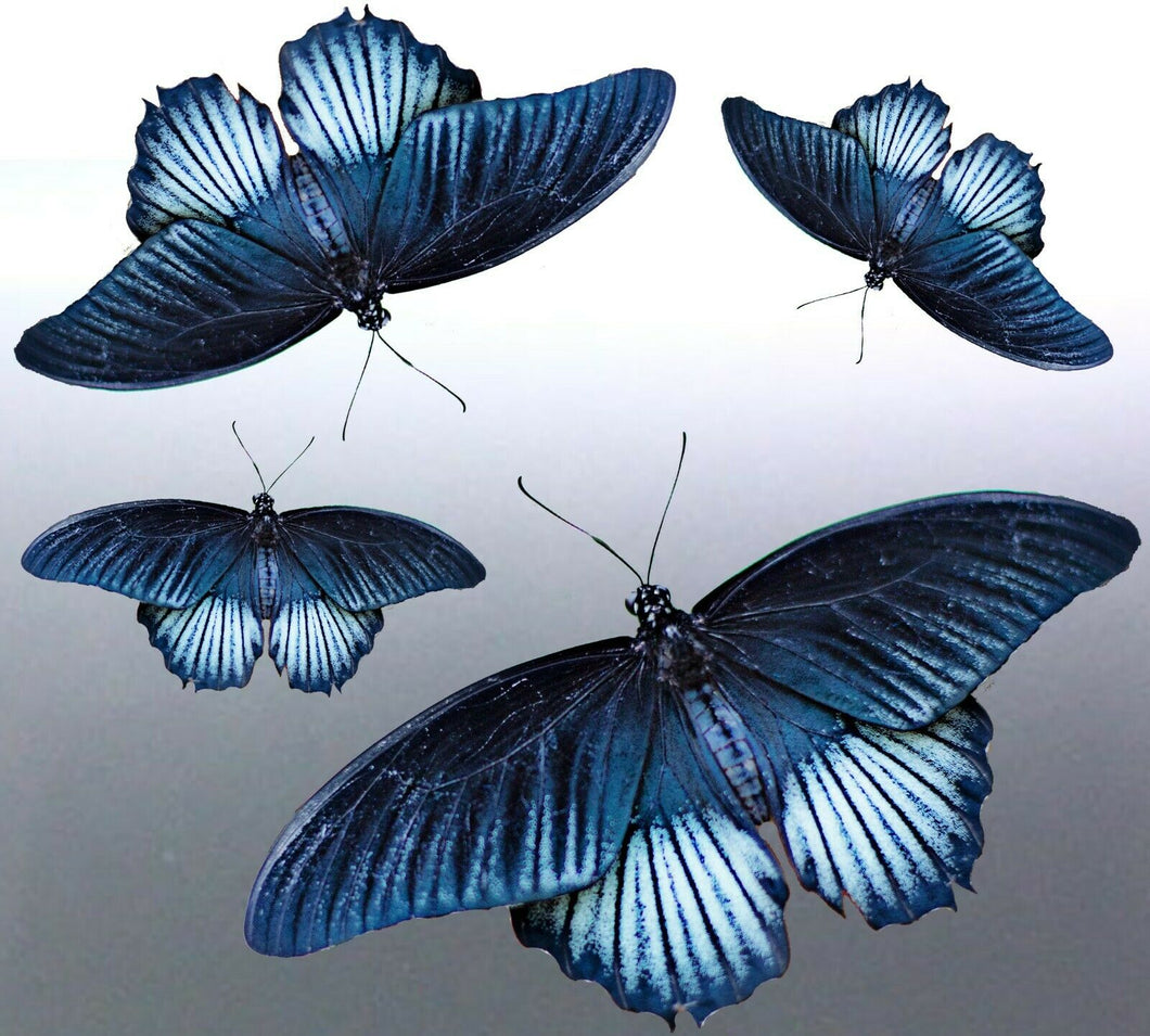 4 of Butterfly decals vinyl cut Sticker bug tribal