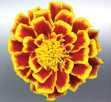Marigold Sticker Flower Beautiful yellow red colour