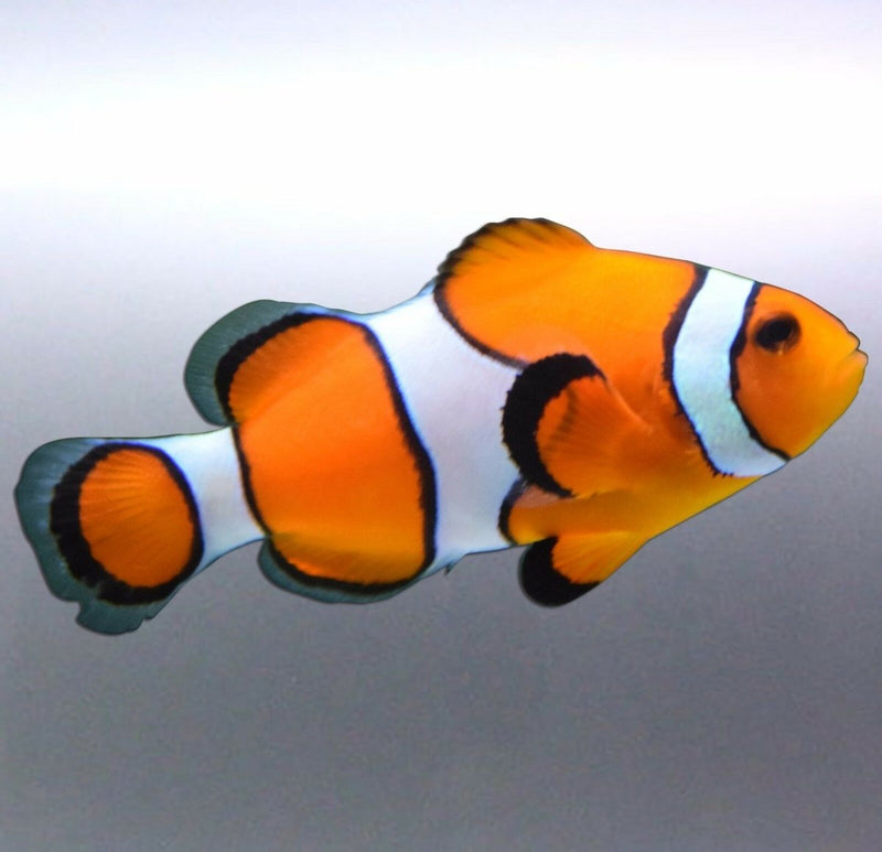 Clownfish Great barrier Reef Fish Vinyl cut Car bo
