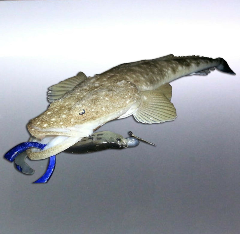 Flathead Fish Spearfishing Vinyl cut Sticker Australia